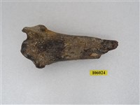 藏品(動物腿骨化石)的圖片